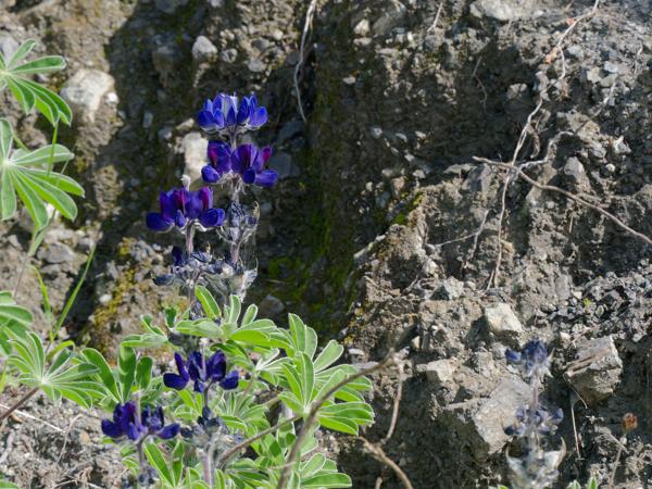 <h3><a href="/trips/kreta/biota/plantae/tracheophyta/magnoliopsida/fabales/fabaceae/lupinus pilosus/lupinus pilosus-nl.html">Lupinus&nbsp;pilosus</a> / Blue&nbsp;lupine / </h3>OM-1 Mark II met OLYMPUS M.150-400mm F4.5 TC, 1/640 sec  bij F10.0, ISO 2000, afstand 4.34&nbsp;m
